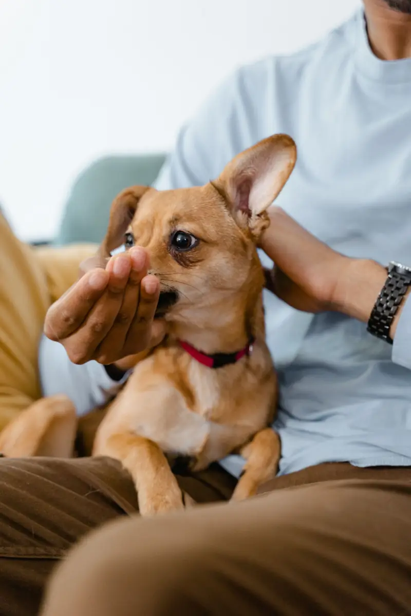 Animal behavior professional