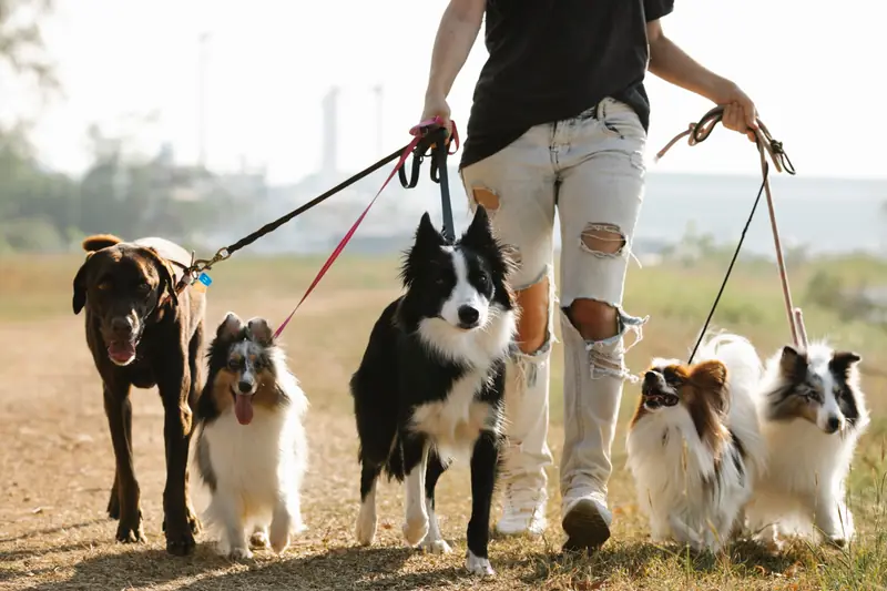 Dog walker out with a group of dogs