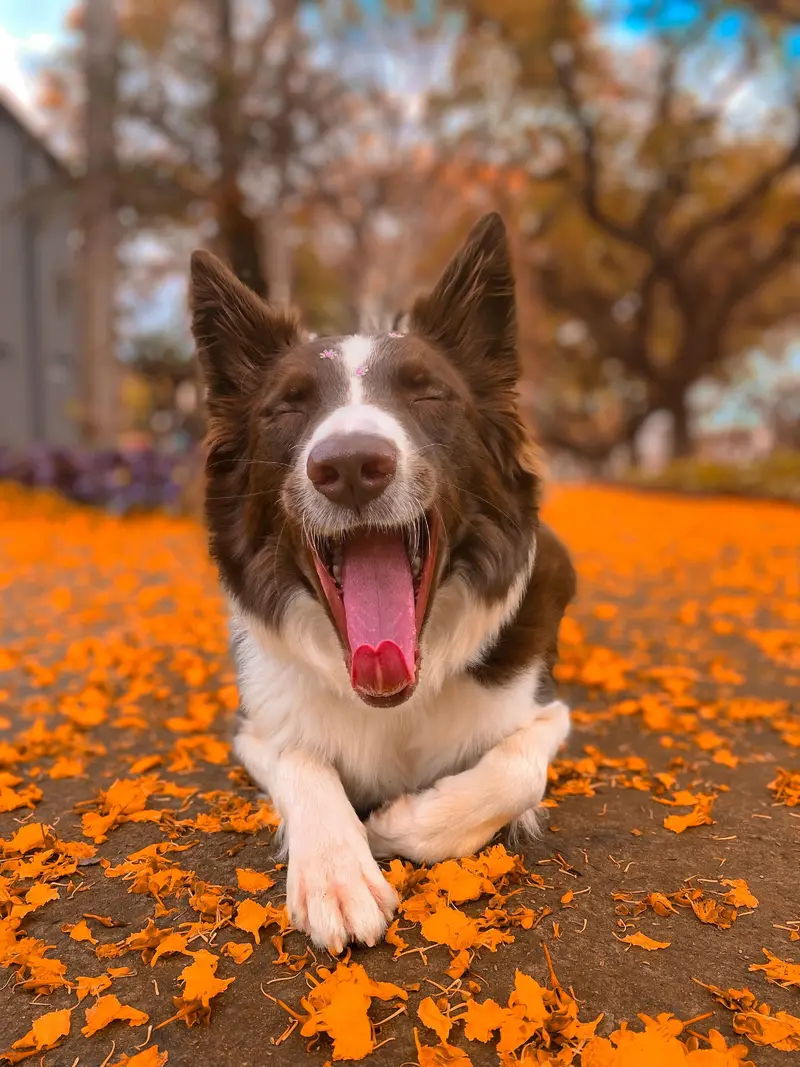 Brown and white border collie lying on orange leaves in a park in autumn