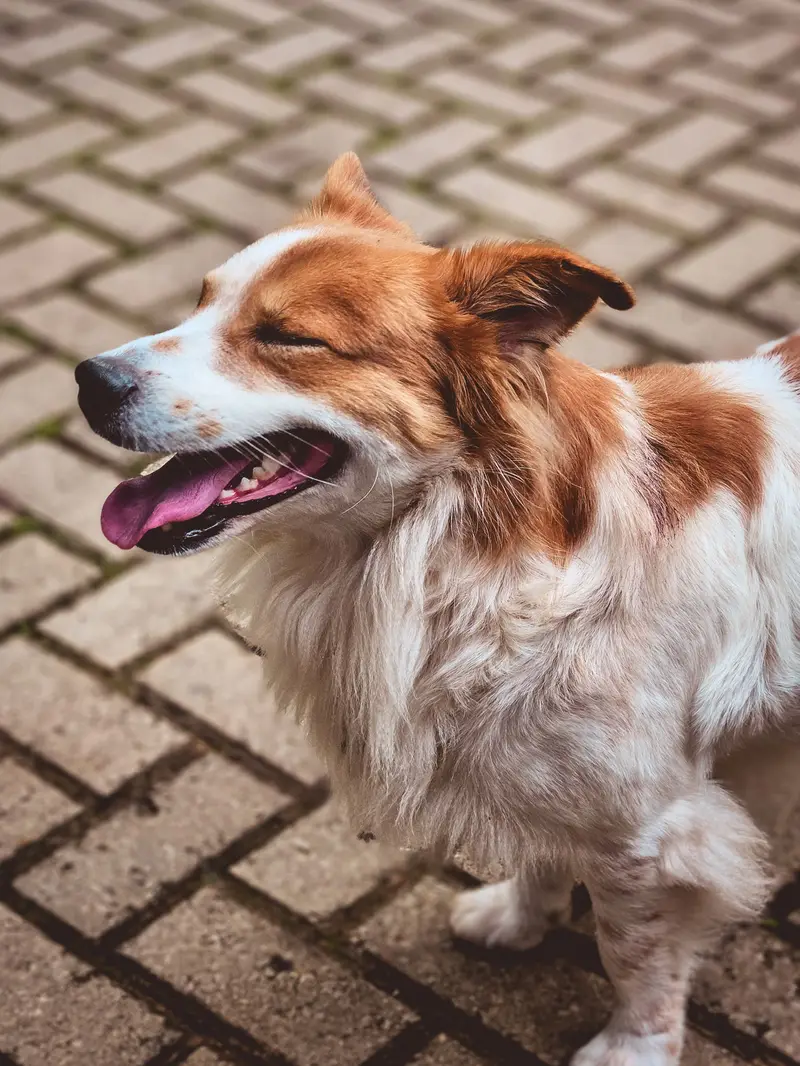Long-haired white and tan dog with its eyes closed and tongue out on a paved sidewalk